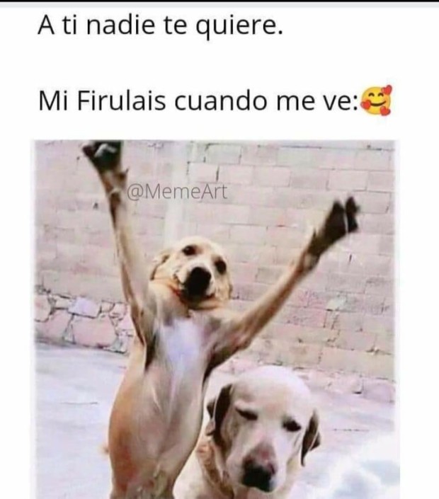 cachorros feos pero tiernos