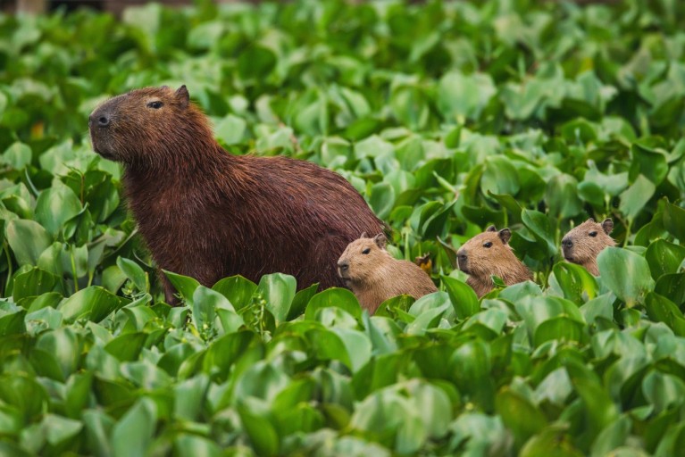 capybara background 0021