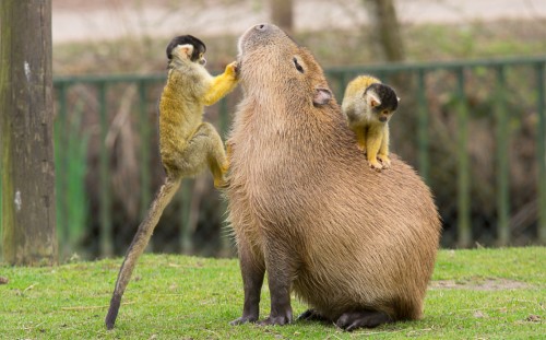 capybara background 0023