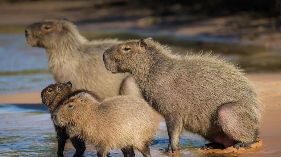 capybara background 0024