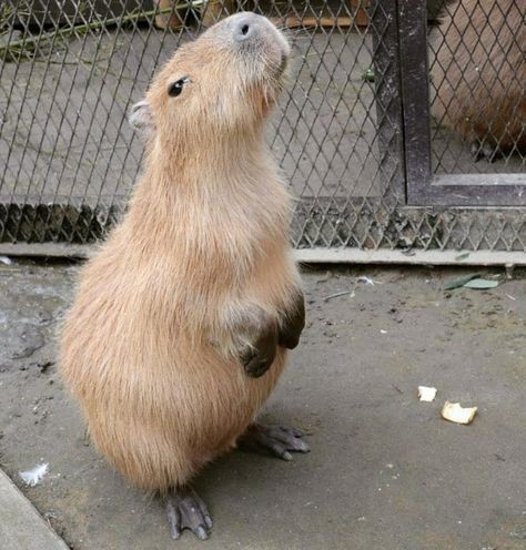 capybara background 0025