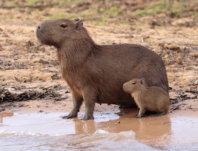 capybara background 0027