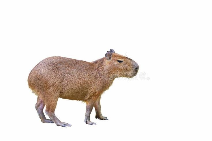 capybara background 0067