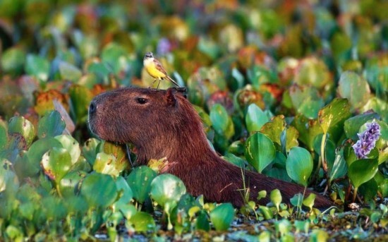 capybara background 0080