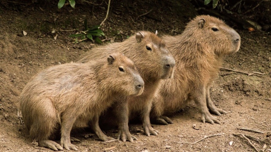 capybara background