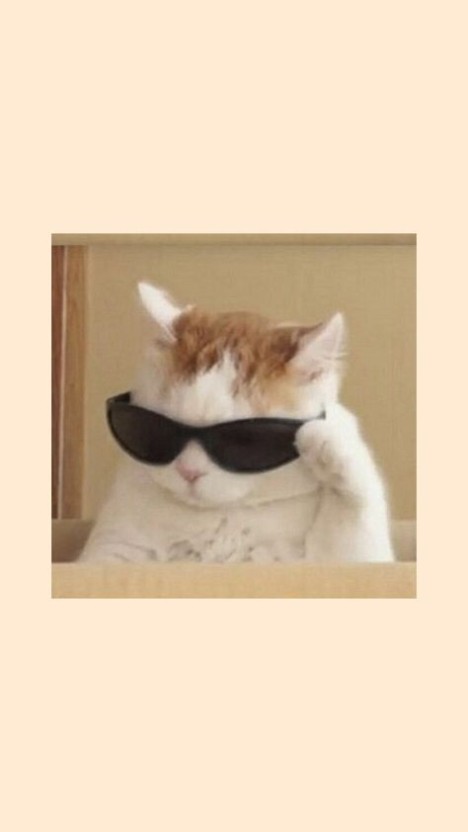 cat with glasses pfp 0044