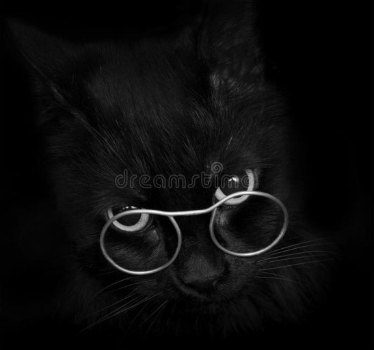 cat with glasses pfp 0083