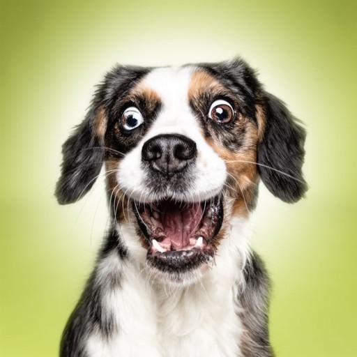 charming funny dog wallpapers for mobile