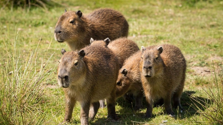 colorful capybara wallpaper collection