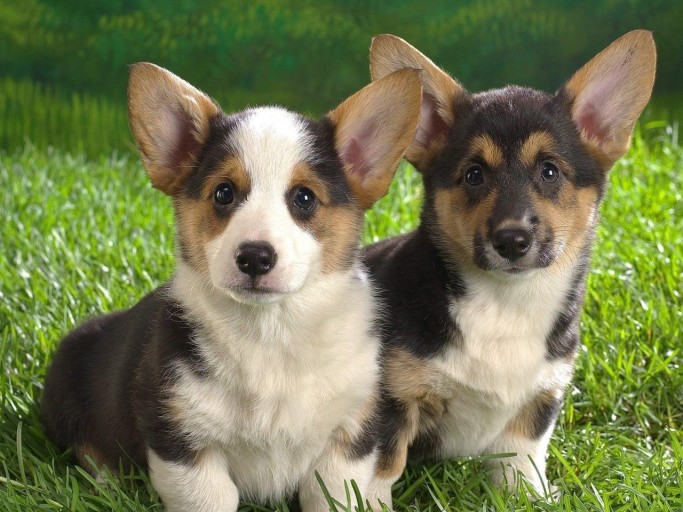 comical corgi wallpapers for smartphones