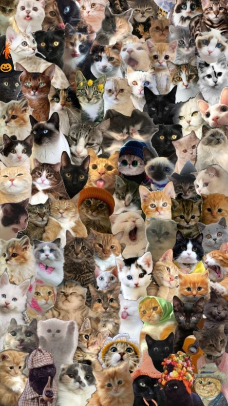 creative cat meme wallpaper concepts