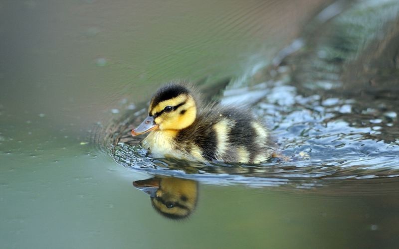 cute duck wallpaper 0071