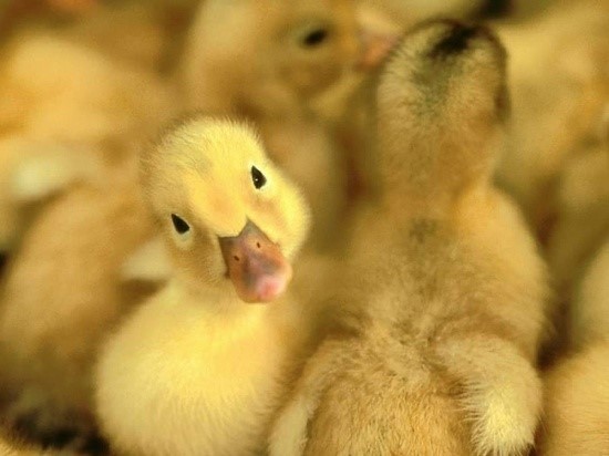 cute duck wallpaper 0080