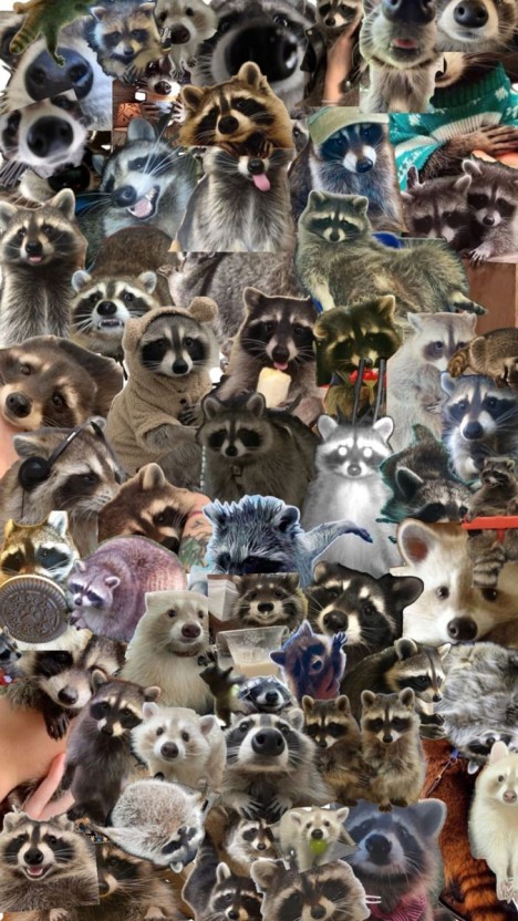 cute funny raccoon wallpaper designs