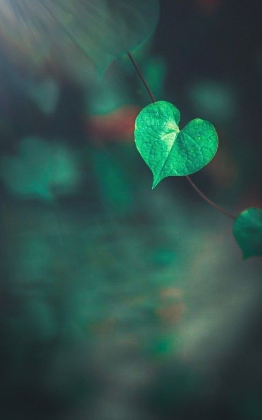 cute green wallpaper 0081