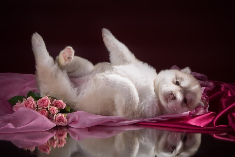 cute pink puppy background images