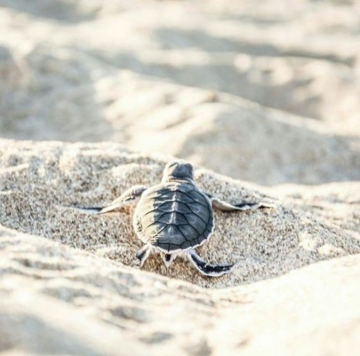 cute turtle wallpaper 0025