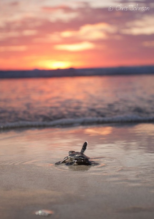 cute turtle wallpaper 0036