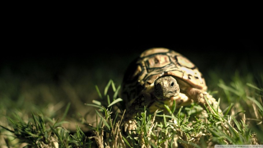 cute turtle wallpaper 0072