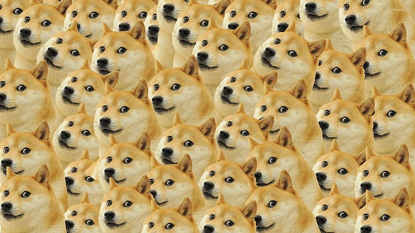 doge wallpaper funny