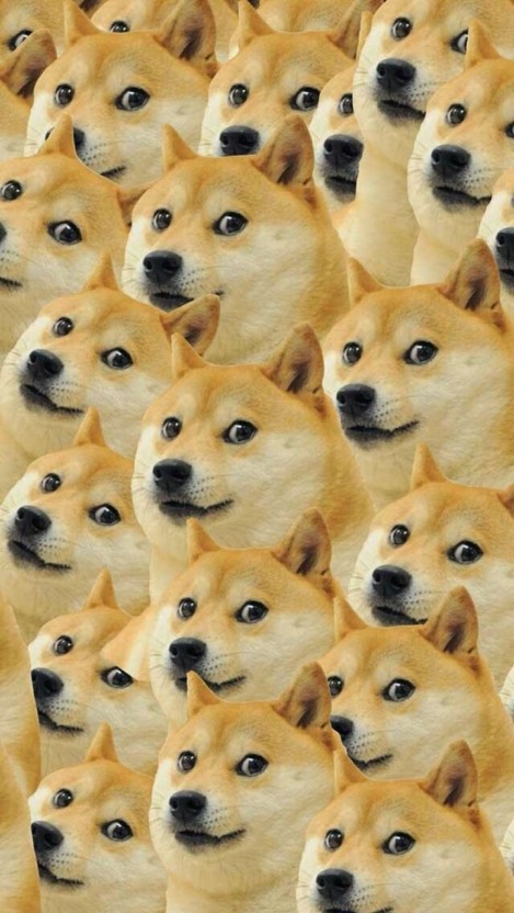 doge wallpaper 0041