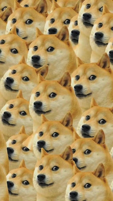 doge wallpaper 0042