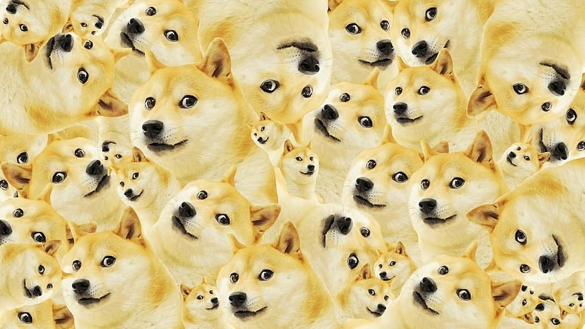 doge wallpaper 0070