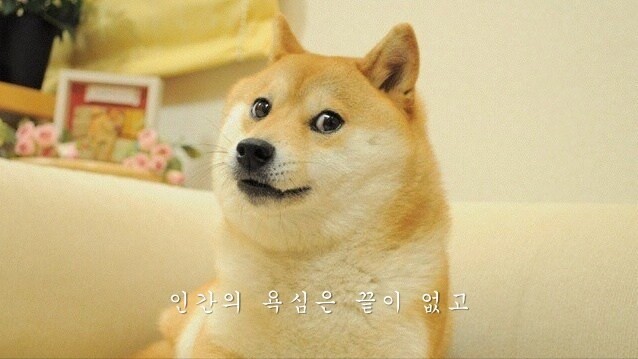 doge wallpaper 0085