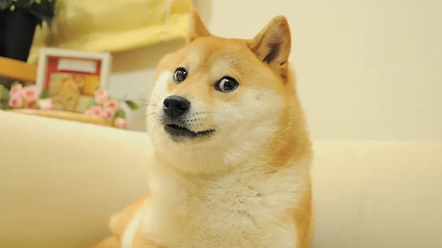 doge wallpaper 0086