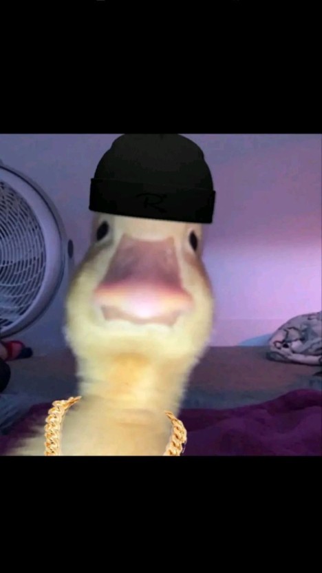 duck pfp 0023