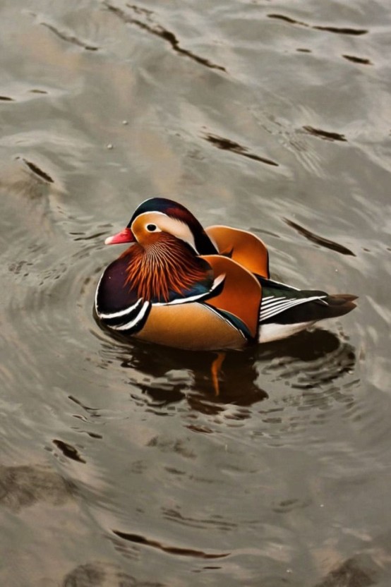 duck pfp 0077