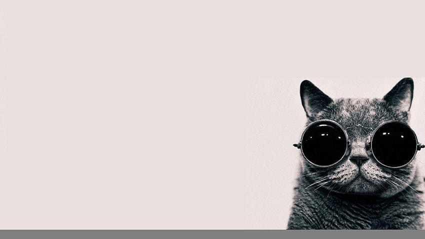 entertaining cat with glasses pfp