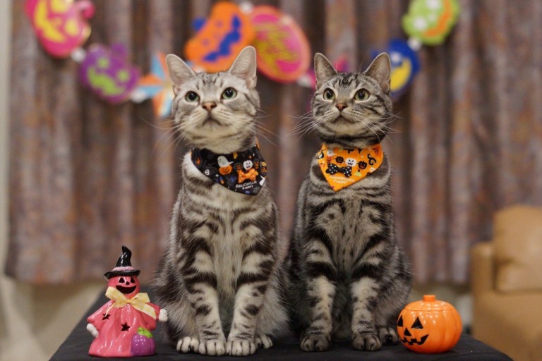 festive funny halloween wallpaper backgrounds