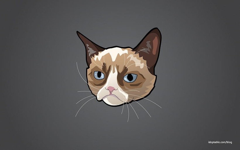 funny cat meme wallpaper designs