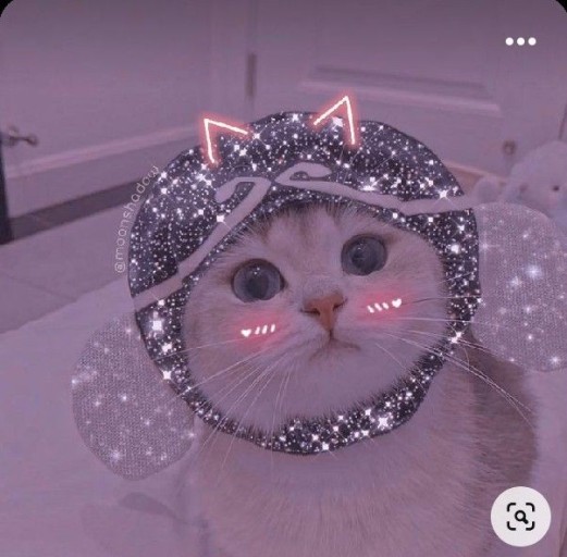 funny cat pfp 0020