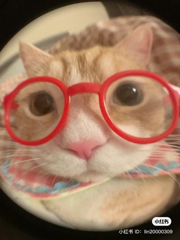 funny cat pfp 0029