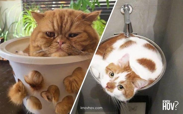 funny cat wallpaper for kids