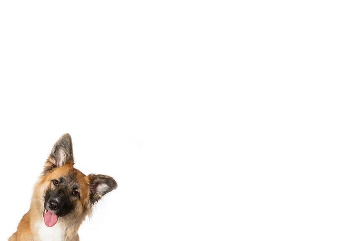 funny dog wallpaper 4k 0023