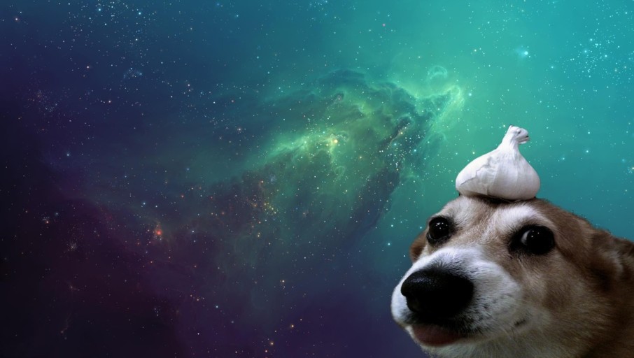 funny dog wallpaper meme 0047