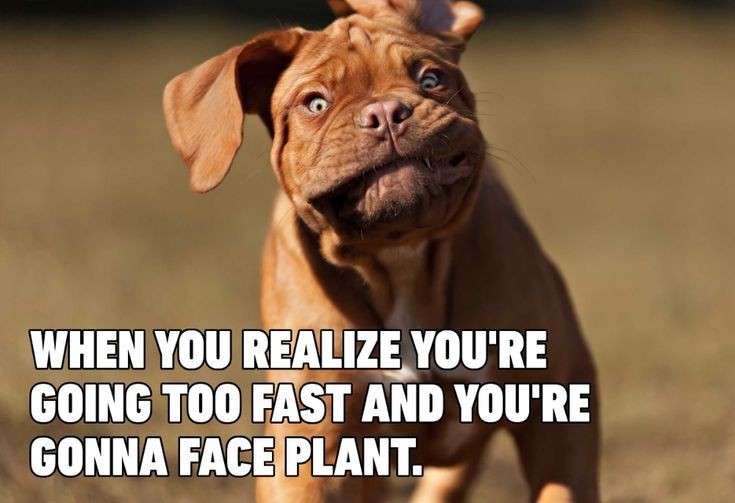 funny dog wallpapers 0049