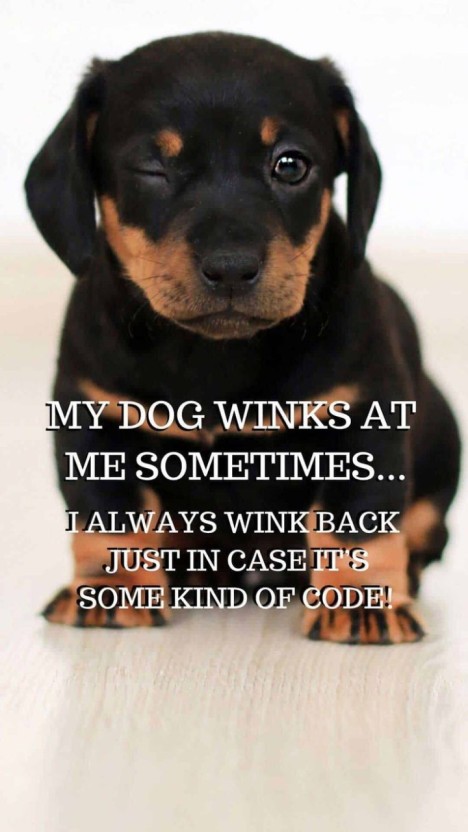 funny dog wallpapers 0059