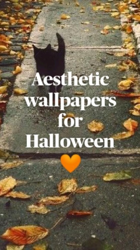 funny halloween wallpaper 0069