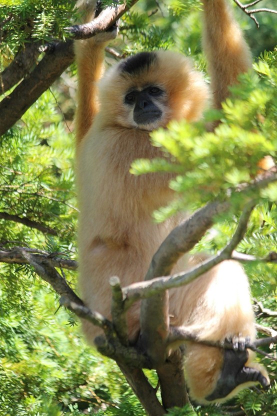 funny light gibbon wallpapers