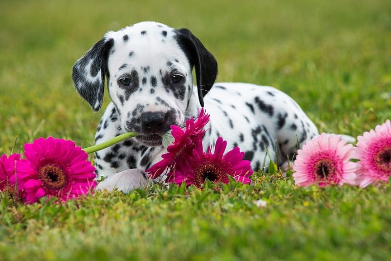 funny pink puppy wallpaper designs