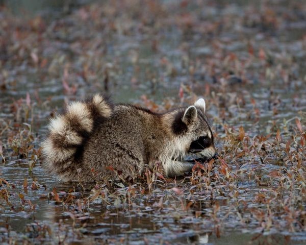 funny raccoon wallpaper 0021