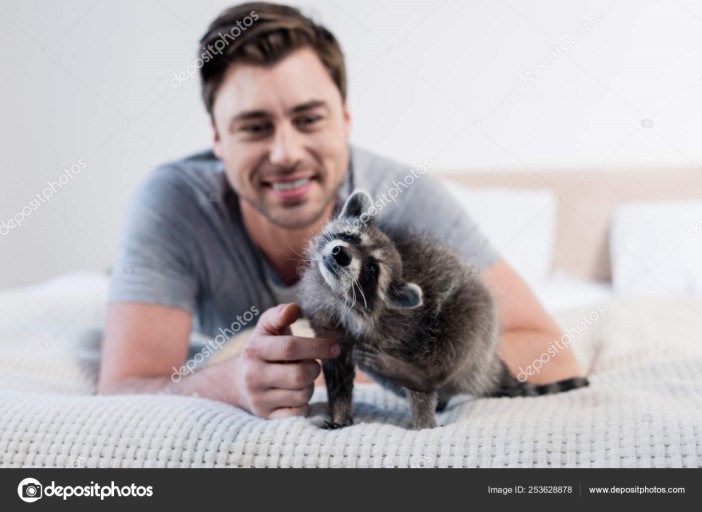 funny raccoon wallpaper 0024