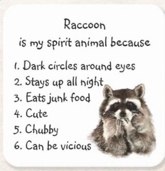 funny raccoon wallpaper 0058