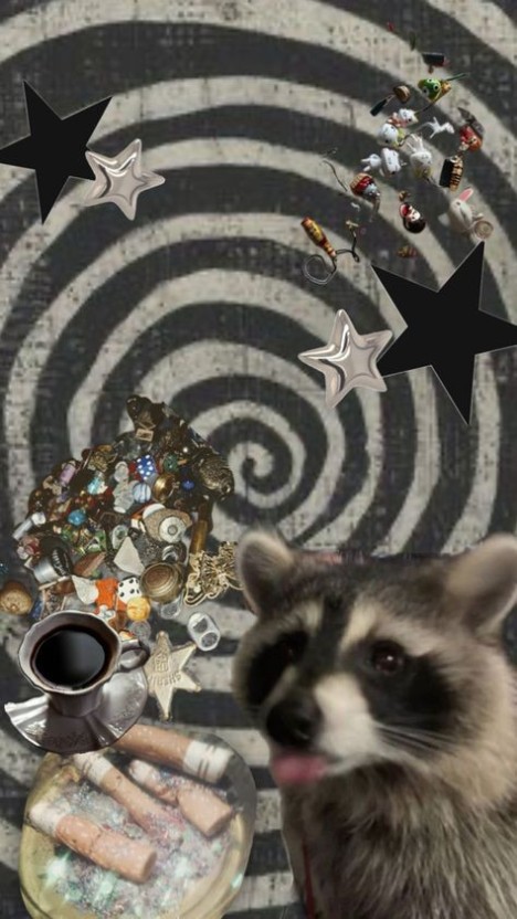 funny raccoon wallpaper 0070