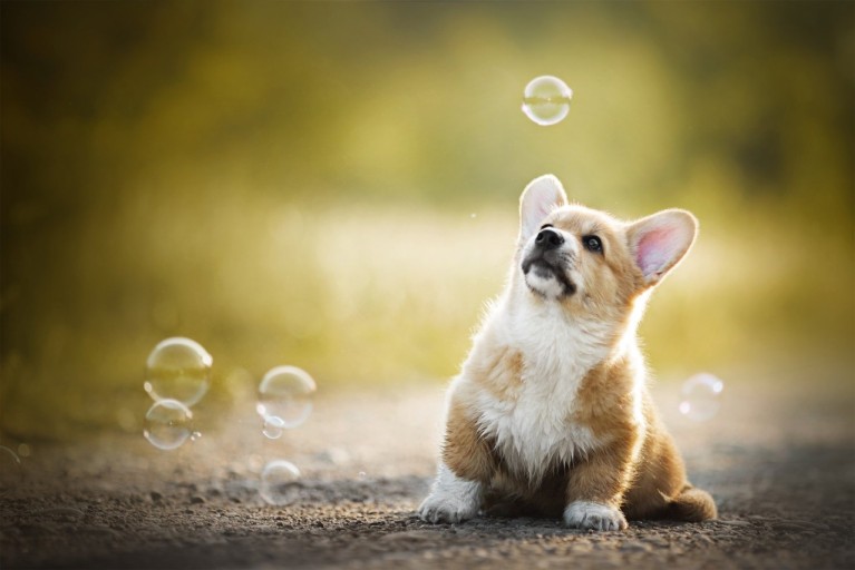 funny wallpapers featuring corgis