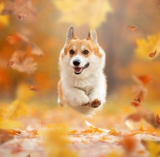 funny wallpapers with corgi illustrations